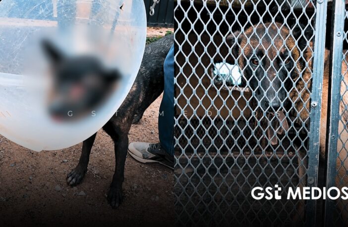Rescatan a dos perritos en maltratados en Guadalajara