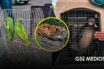 Profepa asegura fauna silvestre en Michoacán