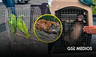 Profepa asegura fauna silvestre en Michoacán