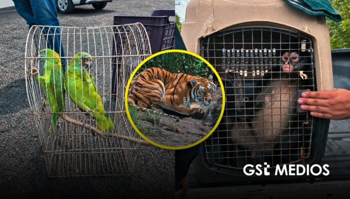 Profepa asegura fauna silvestre en Michoacán