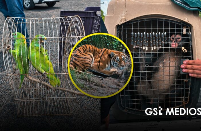 Profepa asegura fauna silvestre en Michoacán