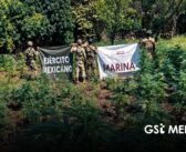 Operativos en Nayarit dejan plantíos destruidos y dinero asegurado