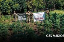Operativos en Nayarit dejan plantíos destruidos y dinero asegurado
