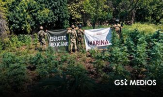 Operativos en Nayarit dejan plantíos destruidos y dinero asegurado
