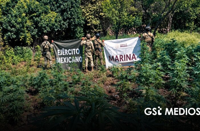 Operativos en Nayarit dejan plantíos destruidos y dinero asegurado
