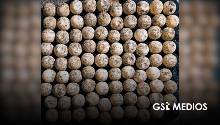 Vinculan a proceso a hombre por 89 huevos de tortuga en Bucerías
