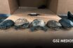 Profepa frena envío de cinco tortugas casquito Cora a Malasia