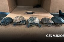 Profepa frena envío de cinco tortugas casquito Cora a Malasia