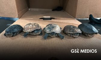 Profepa frena envío de cinco tortugas casquito Cora a Malasia