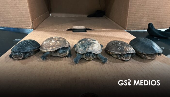 Profepa frena envío de cinco tortugas casquito Cora a Malasia