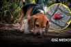 Investigan presunto envenenamiento de perros en Parque España de CDMX