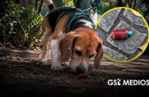 Investigan presunto envenenamiento de perros en Parque España de CDMX