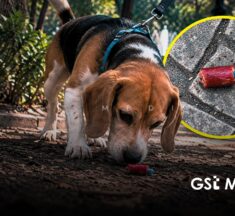 Investigan presunto envenenamiento de perros en Parque España de CDMX