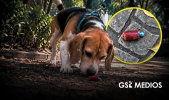 Investigan presunto envenenamiento de perros en Parque España de CDMX
