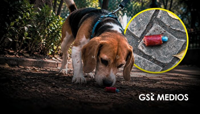 Investigan presunto envenenamiento de perros en Parque España de CDMX