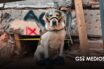 Semar honra a sus héroes caninos en el 60 aniversario del Plan Marina