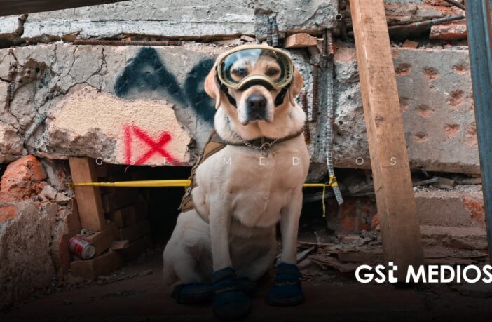 Semar honra a sus héroes caninos en el 60 aniversario del Plan Marina