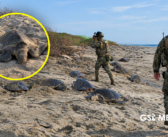 Más de 391 mil tortugas golfinas llegan a dos santuarios de Oaxaca