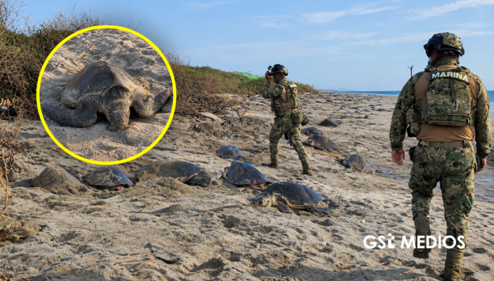 Más de 391 mil tortugas golfinas llegan a dos santuarios de Oaxaca