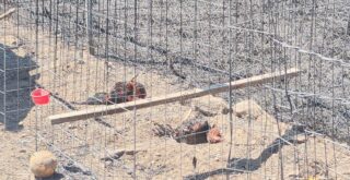 Incendio en pastizal deja seis gallos muertos en la zona alta de El Pitillal