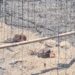 Incendio en pastizal deja seis gallos muertos en la zona alta de El Pitillal