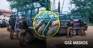 Policía Estatal asegura en Mascota seis cabezas de ganado