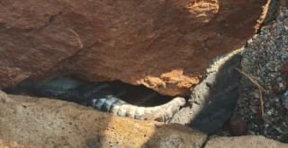 Cocodrilo muerto en playa Bocanegra eleva a 13 los ejemplares asesinados en Puerto Vallarta