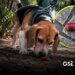 Investigan presunto envenenamiento de perros en Parque España de CDMX